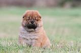 CHOW CHOW 313